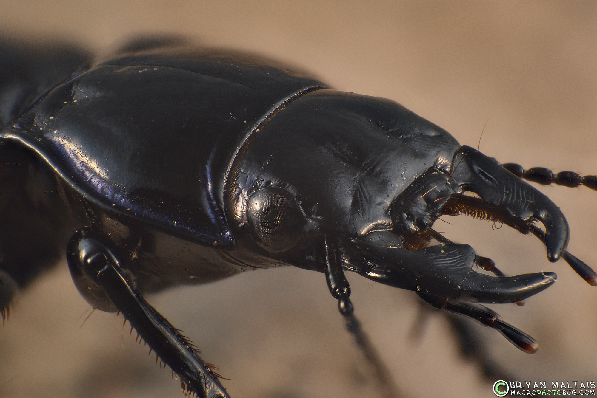 Ground beetle head2