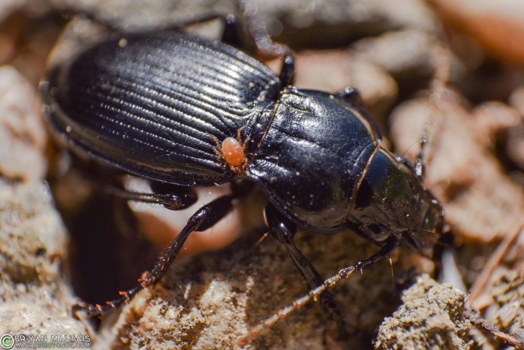 A Mite on a Ground Beetle