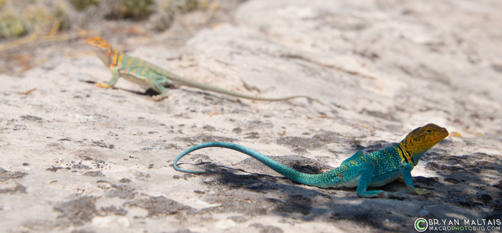 Male and Female