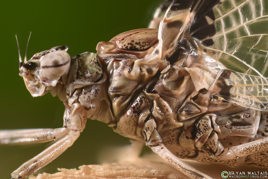 This is a cropped view of the image above. I find the anatomical details beautiful and they remind of art by H.R. Geiger. The stunning intricacies are a testament to nature's design, and my 24mm lens. 