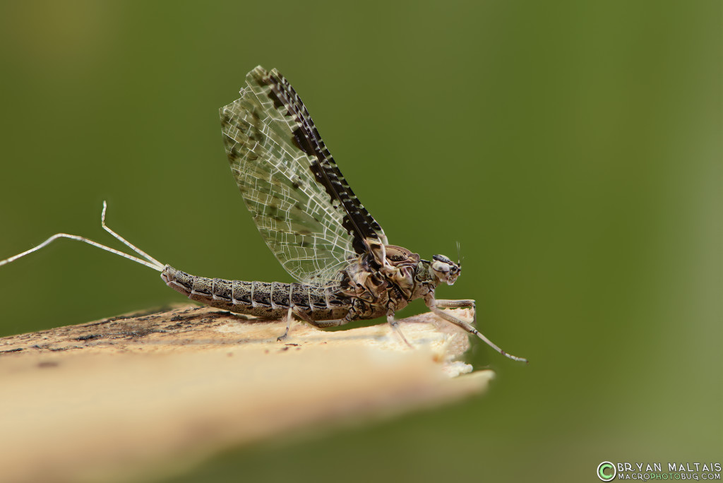 mayfly helicon 105 13stacks