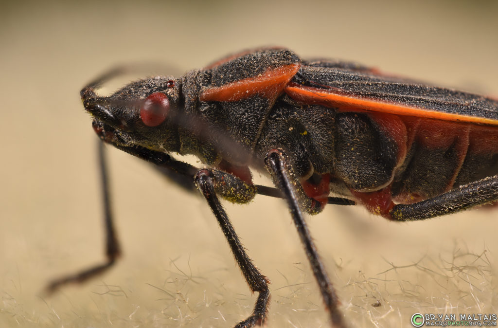 Nikon D810, Reversed 24mm, 36mm extension Tube, Nikon SB-R200 dual flash, 15 stacked images in Zeeren