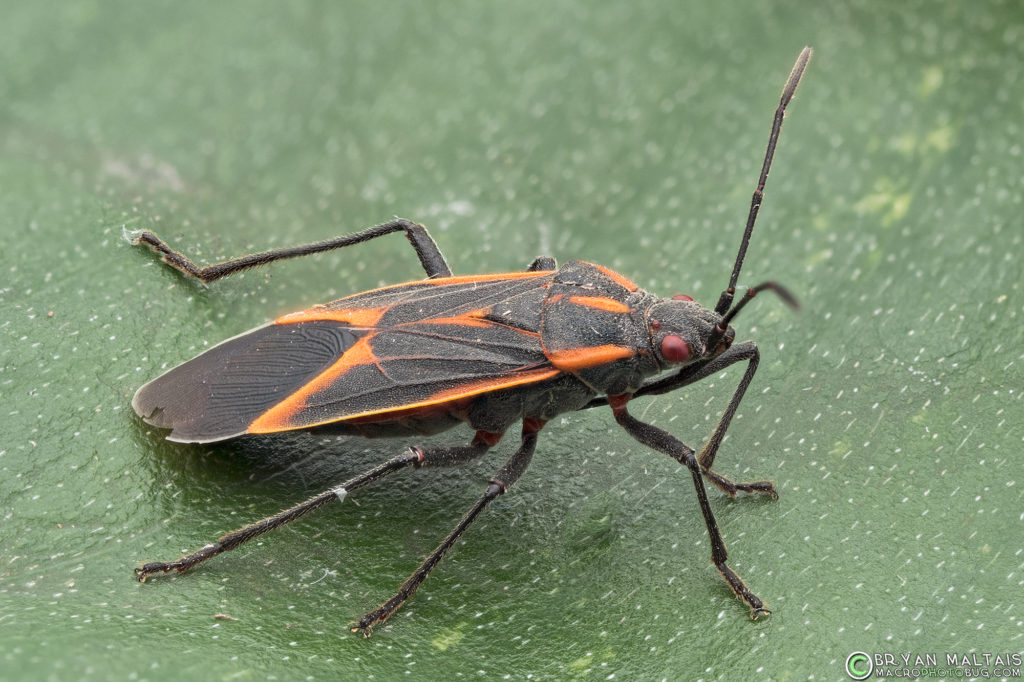 Boisea rubrolineata Western Boxelder Bug