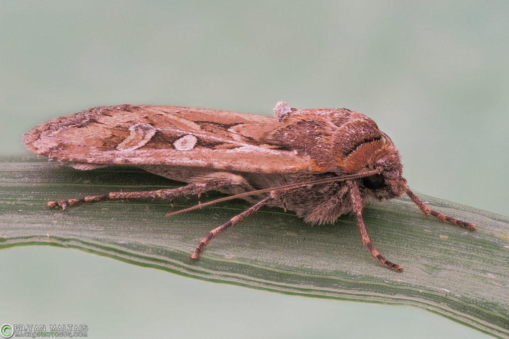 miller moth Euxoa auxiliaris zerene15 oly60 iso400 f56 50th
