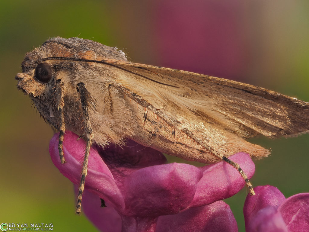 Miller Moth Colorado Migration