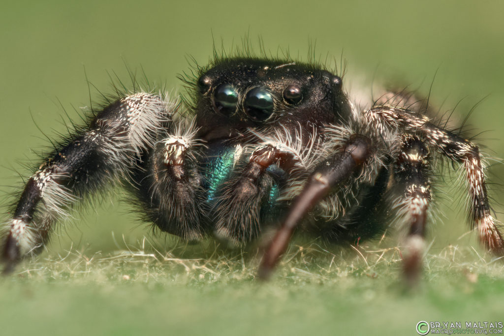 phidippus zerene11 nikon 24mm 36 tube