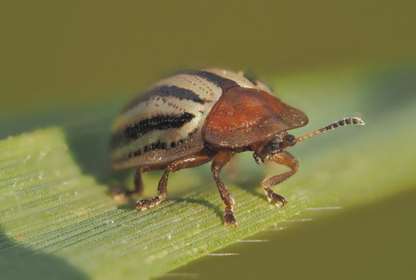 striped tortoise beetle zerene30 iso200 f56 125th rayonx250