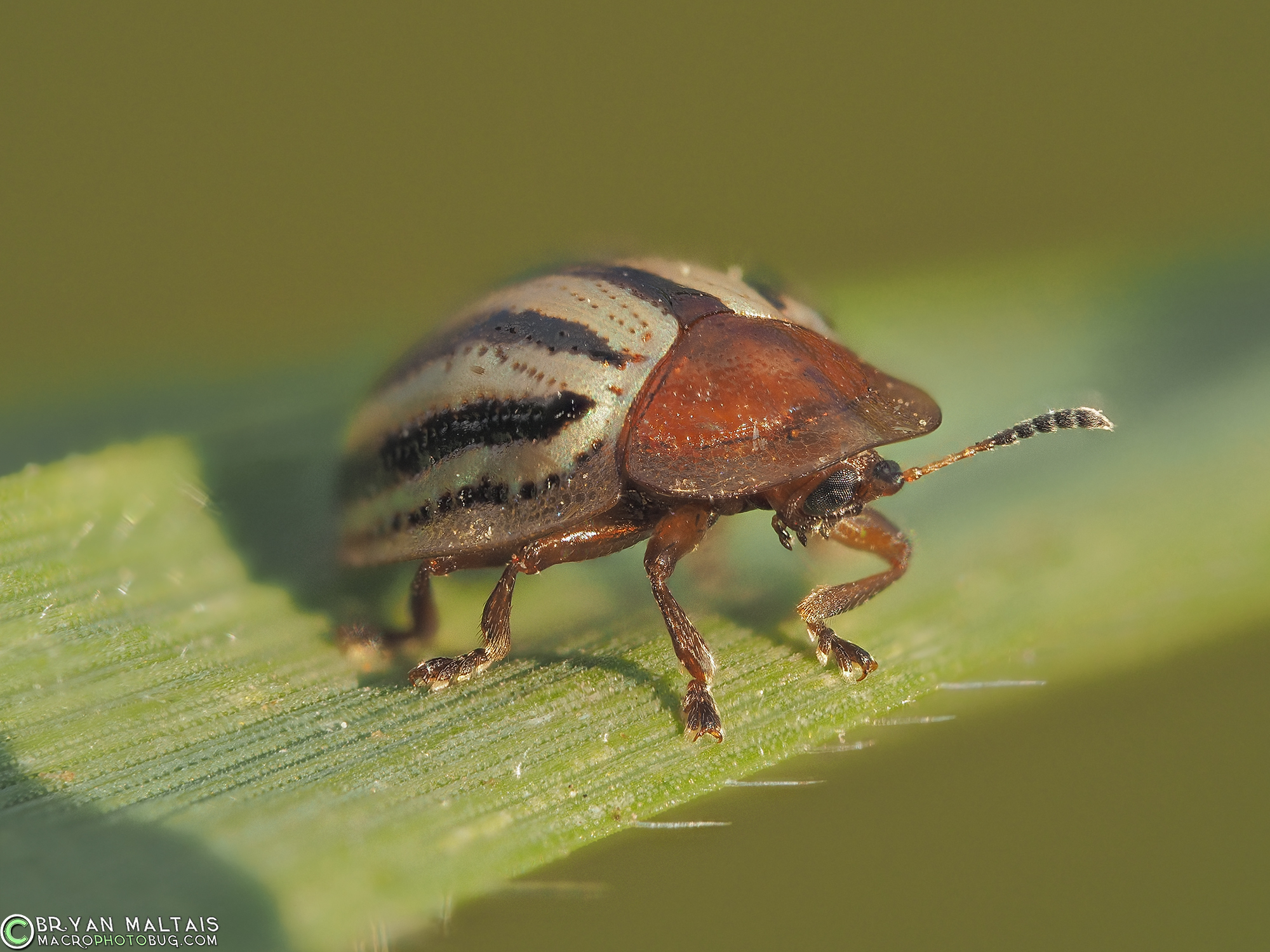 striped tortoise beetle zerene30 iso200 f56 125th rayonx250