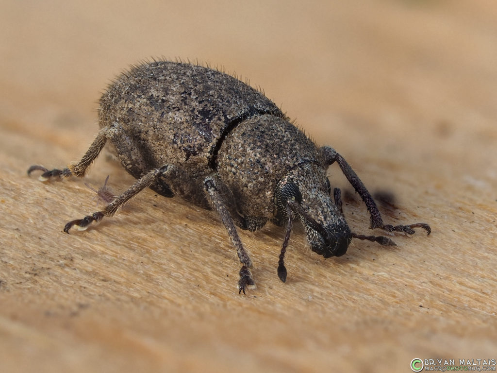 vine weevil juvenile 6mm zerene35 olympus60mm