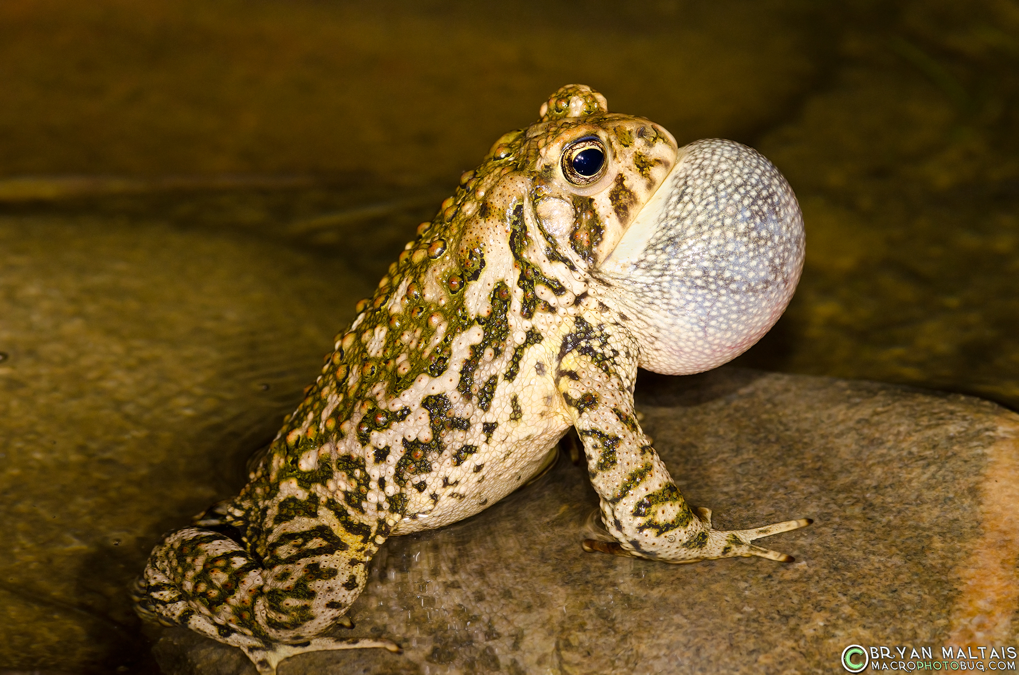 Woodhouse's Toad