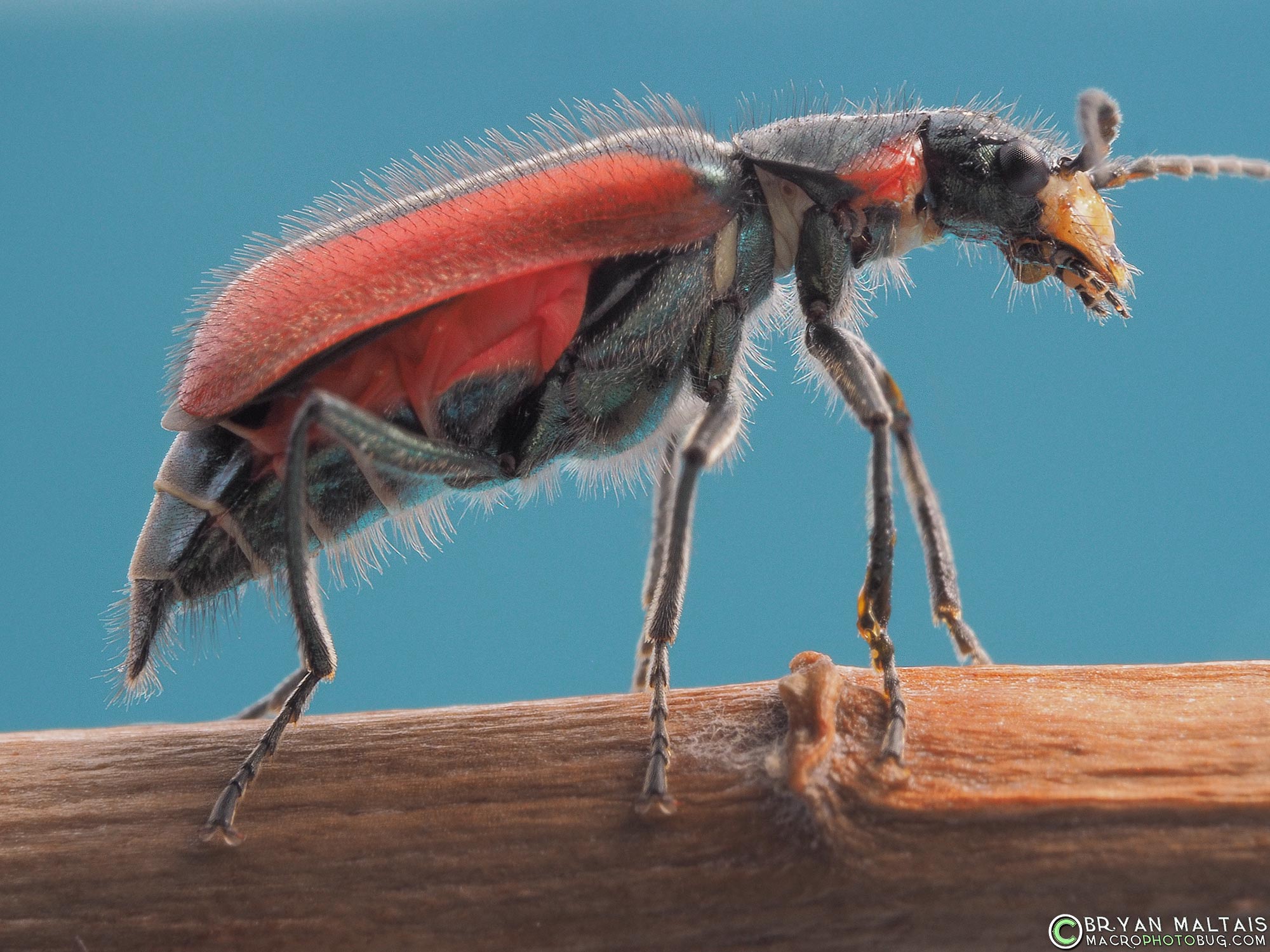 Malachius aeneus - Scarlet Malachite Beetle oly60 raynox250