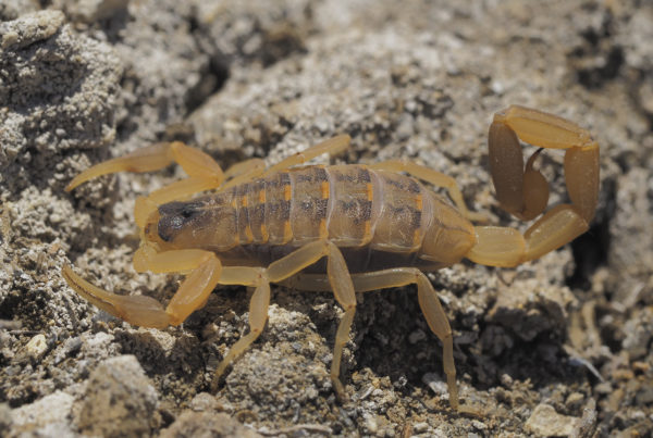 Striped Bark Scorpion Colorado