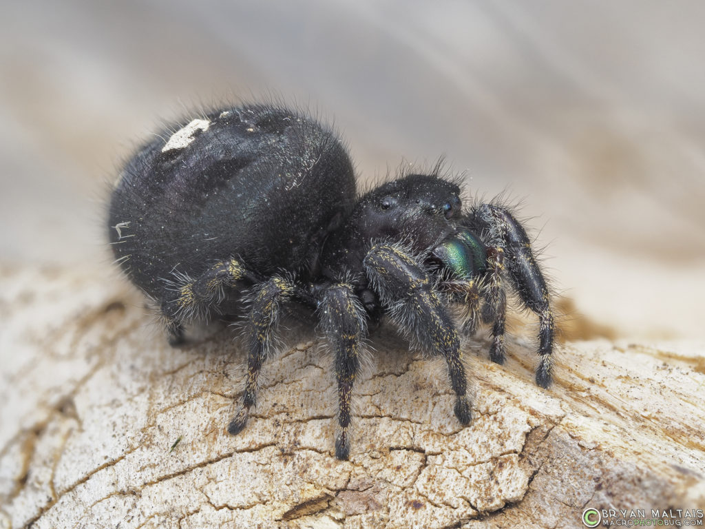 bold jumper female 13stack f56 iso200 100th