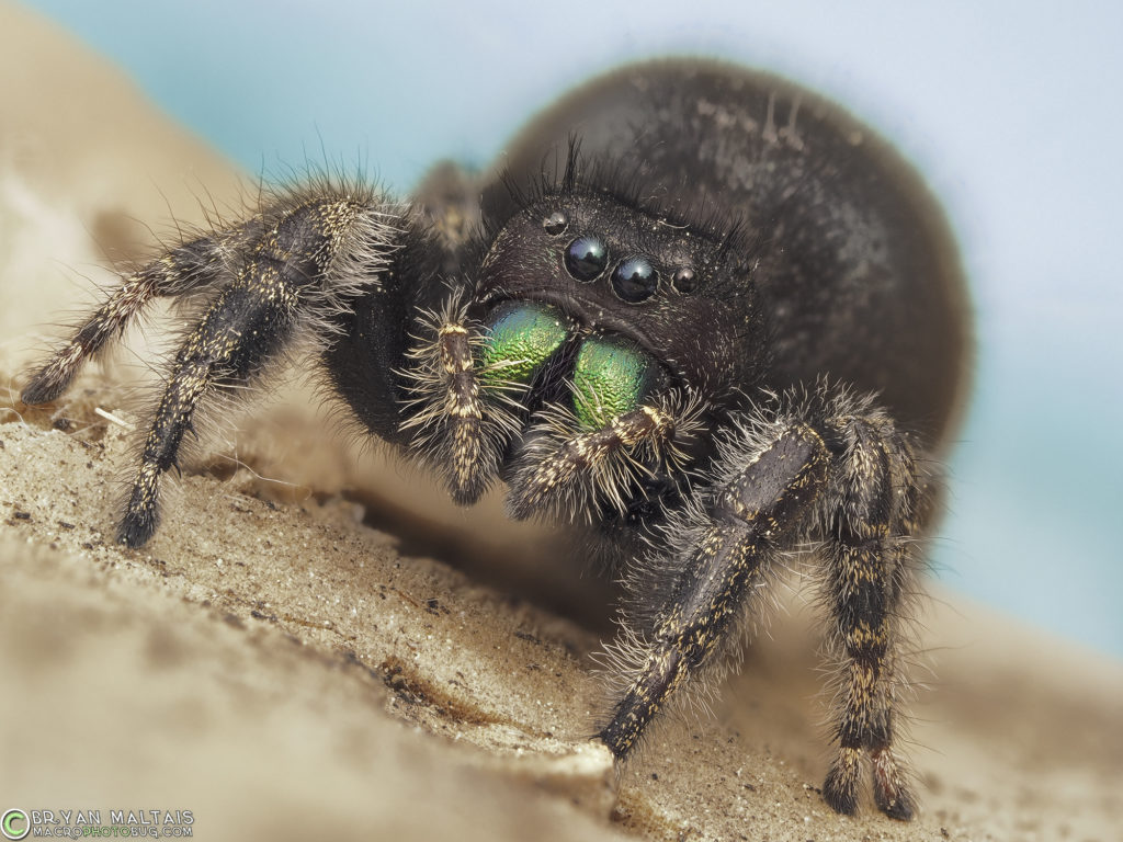 bold jumping spider female 20stack f56 iso200 60th cloudy