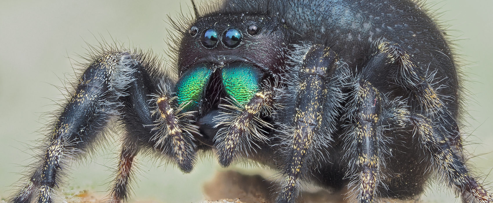 female bold jumping spider