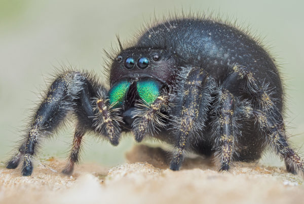 female bold jumping spider