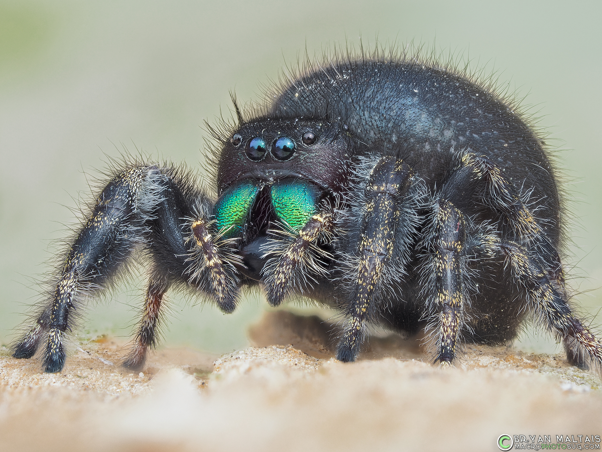 female bold jumping spider