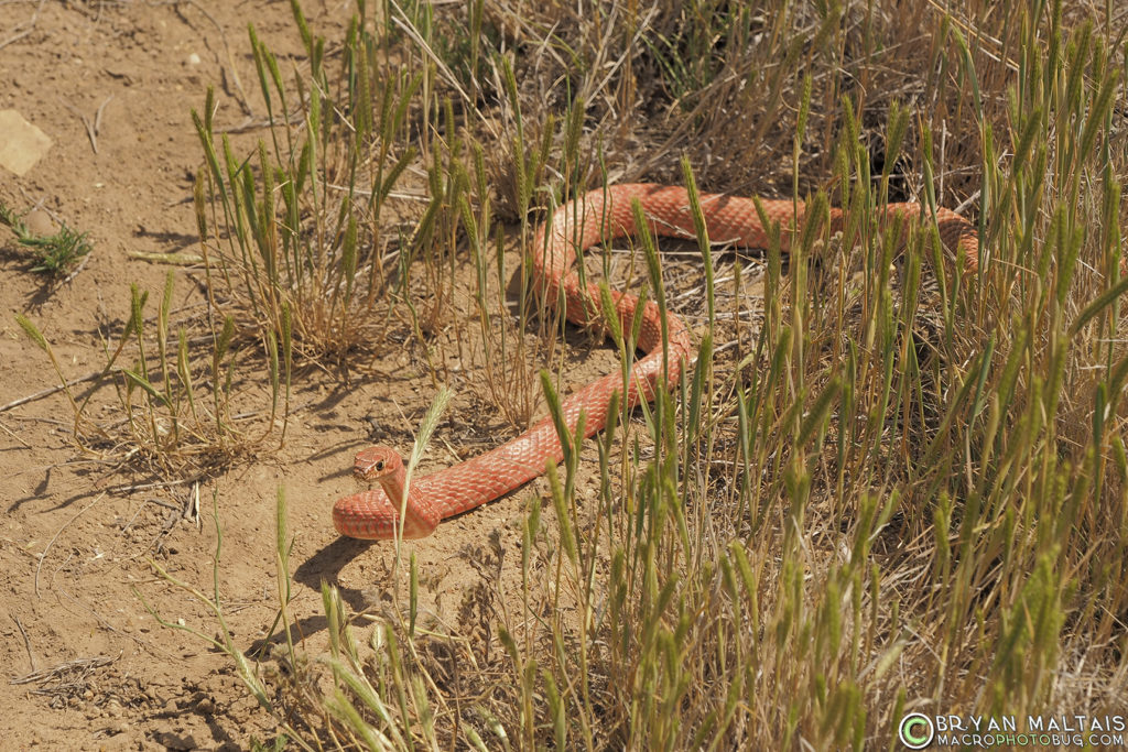 Coachwhip colorado