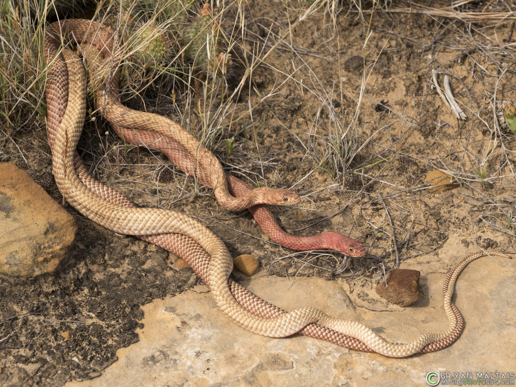 coachwhip colorado