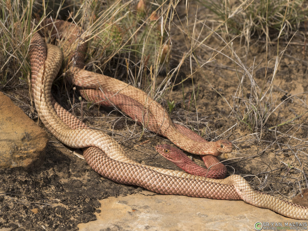 A mating pair of Coachwhips