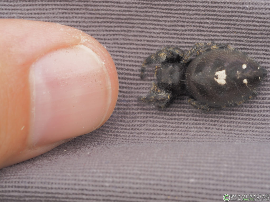 giant-female-bold-jumping-spider-eggs