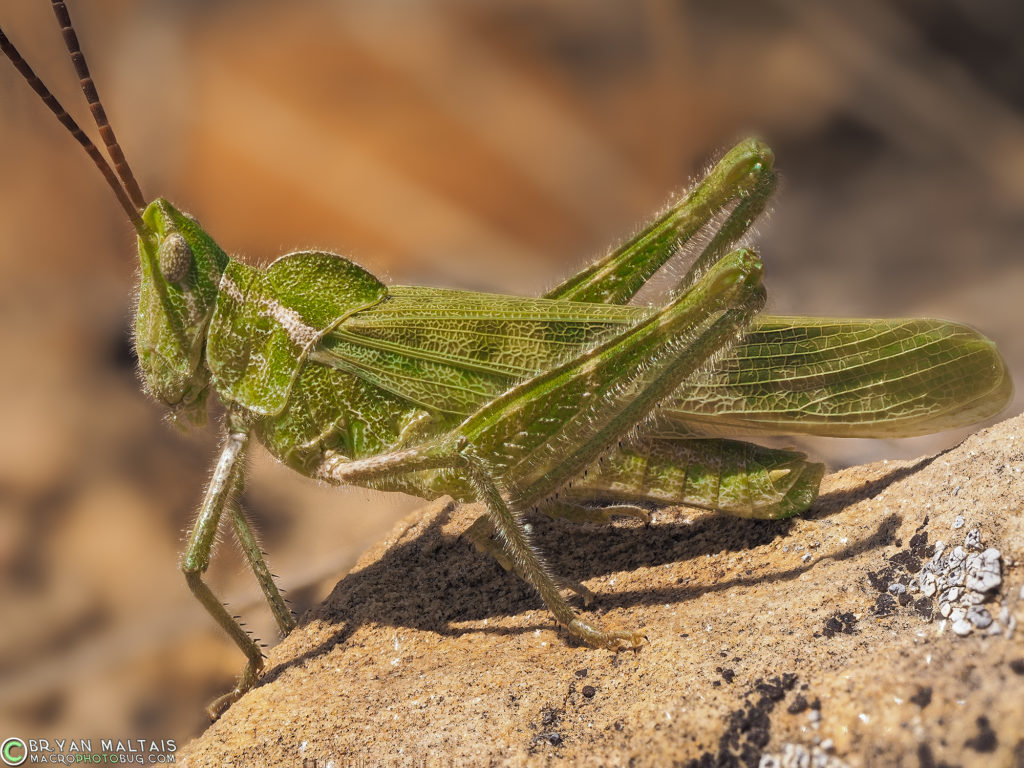 green fool grasshopper