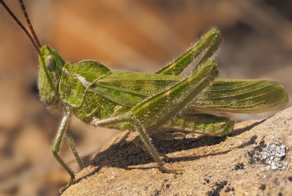 green fool grasshopper