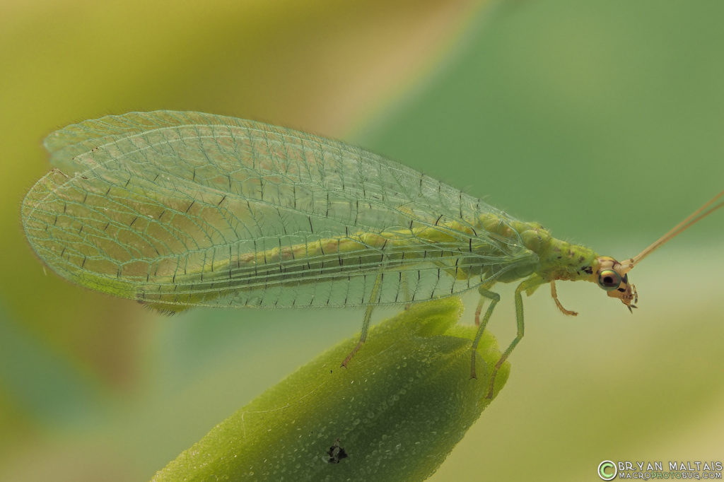 green lacewing 8 stack f8 20thsec iso200 neewer flash