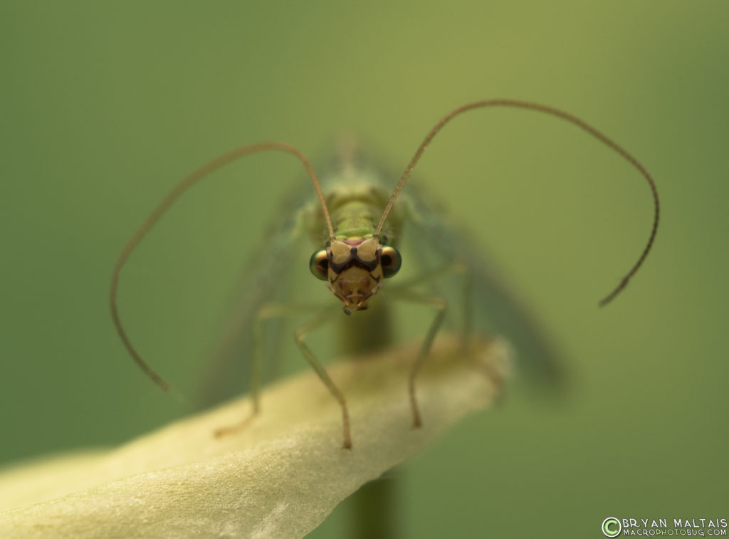 green lacewing insect macro photo