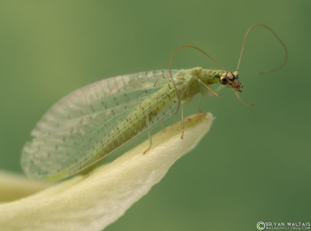 green lacewing insect macro photo