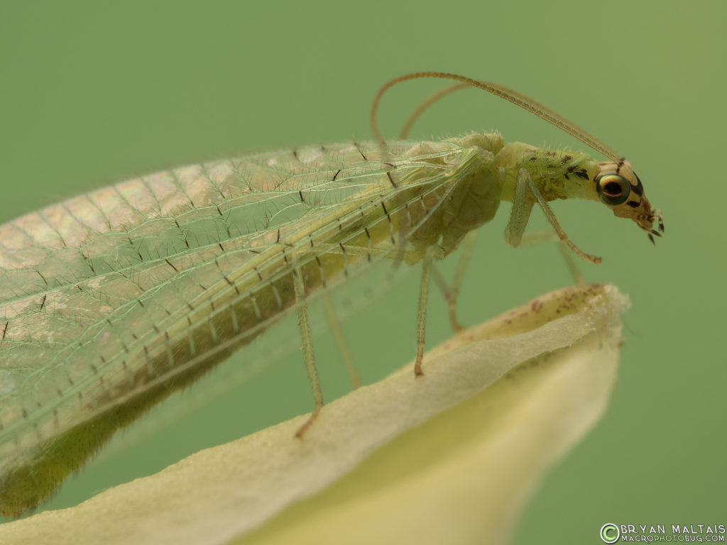 green lacewing insect macro photo