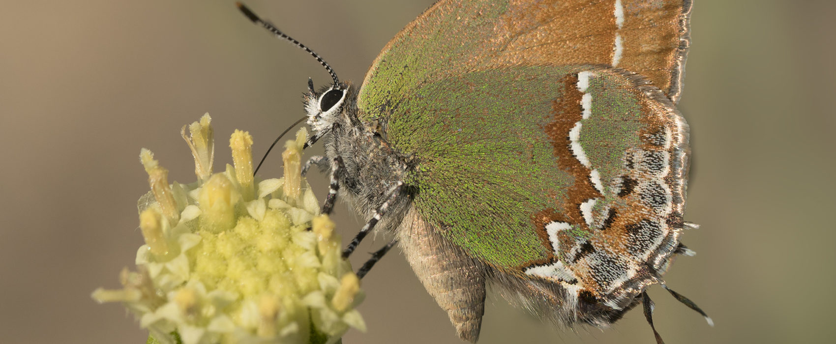 juniper hairstreak Callophrys gryneus