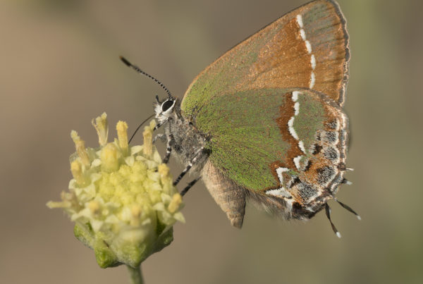 juniper hairstreak Callophrys gryneus