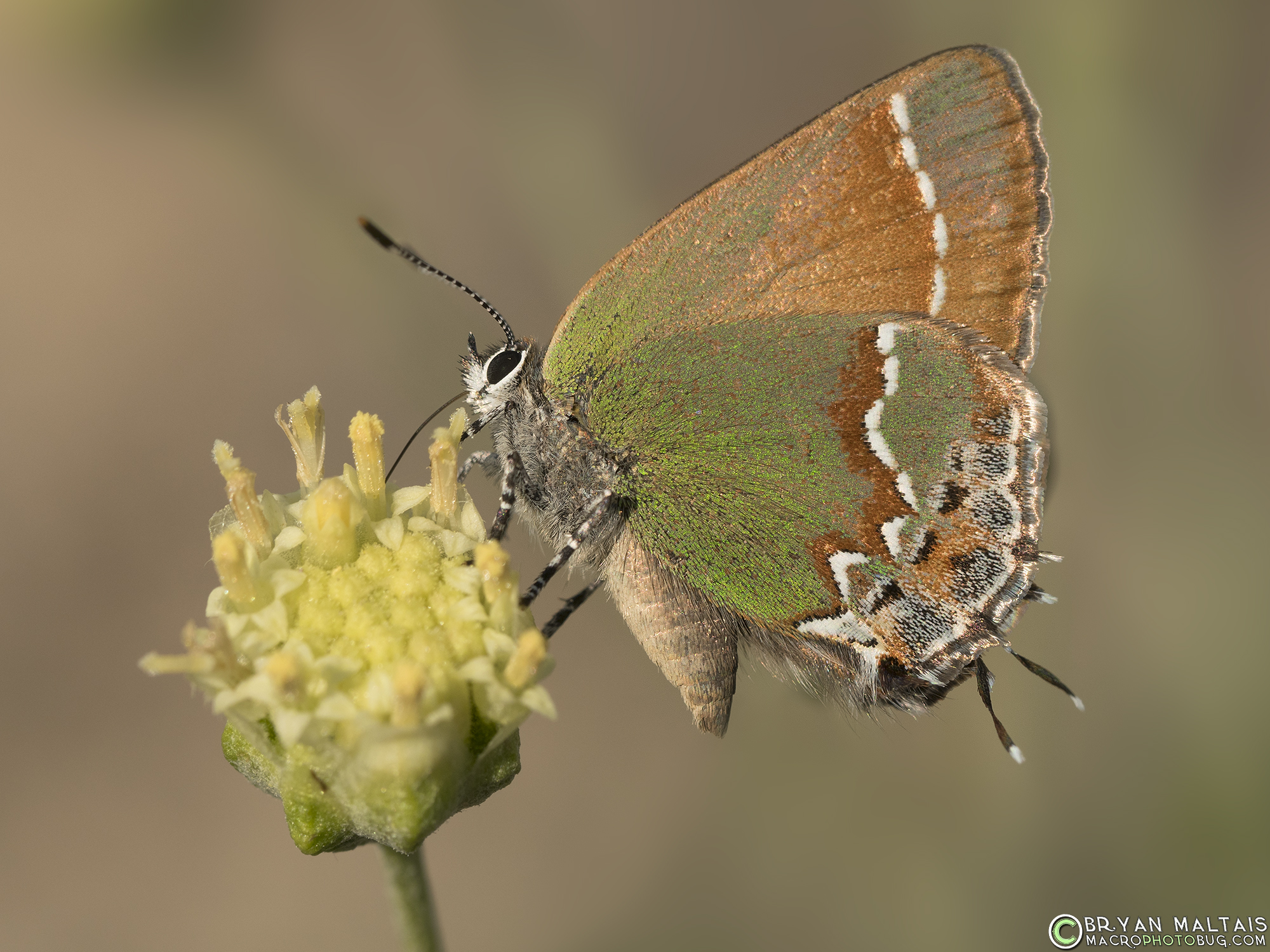 juniper hairstreak Callophrys gryneus