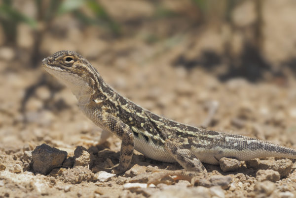 lesser earless lizard