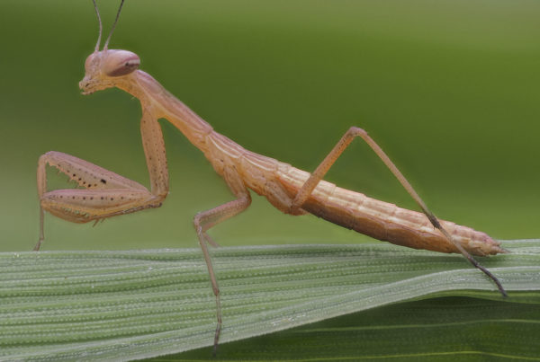 Praying Matis Nymph