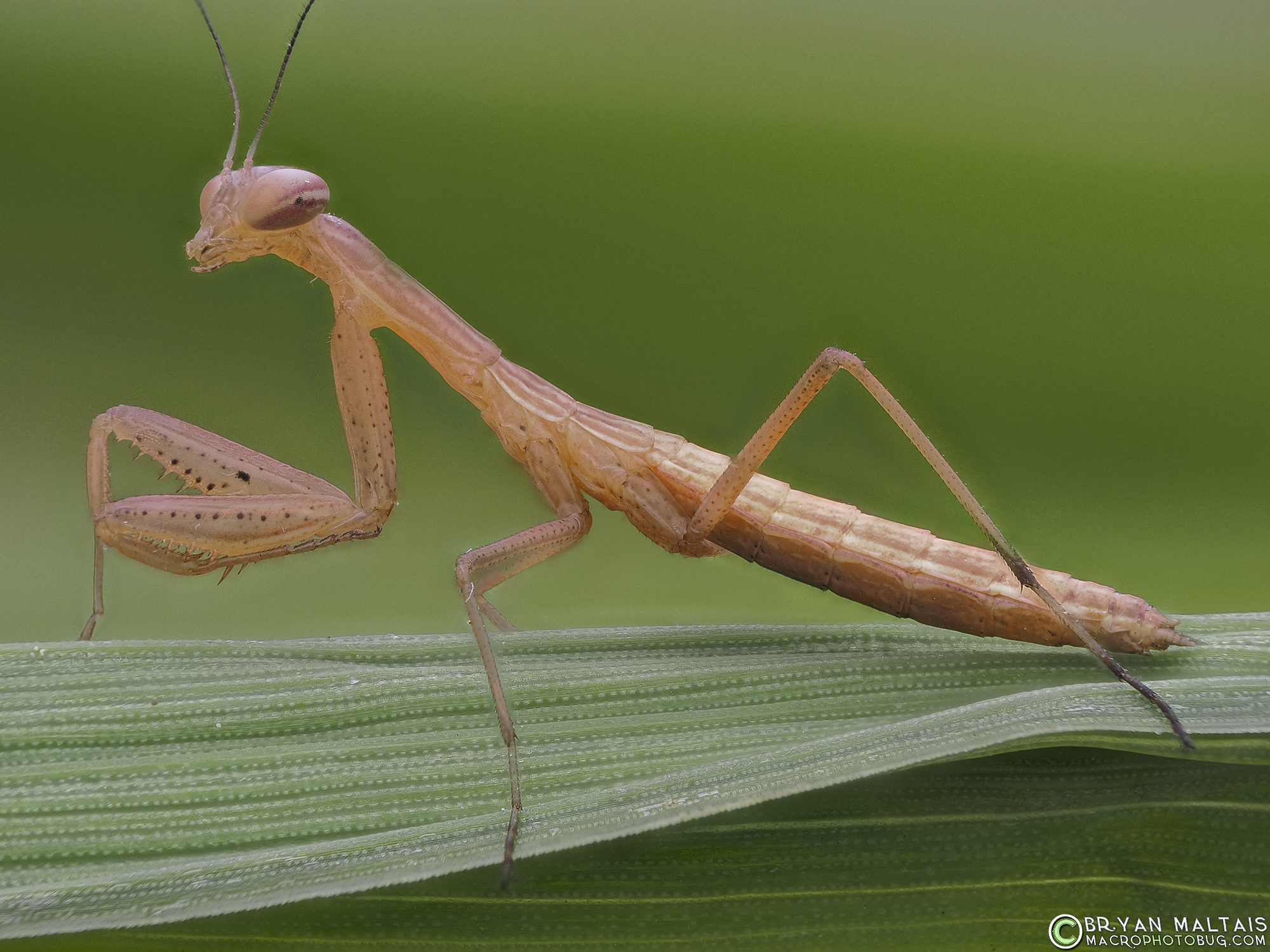 Praying Matis Nymph