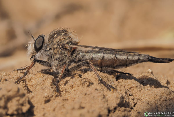 robber fly