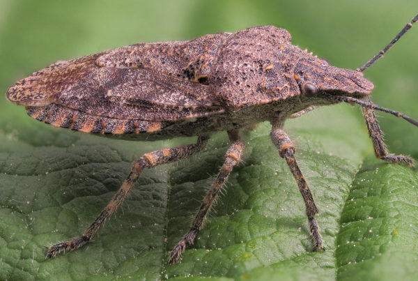 rough stink bug Brochymena