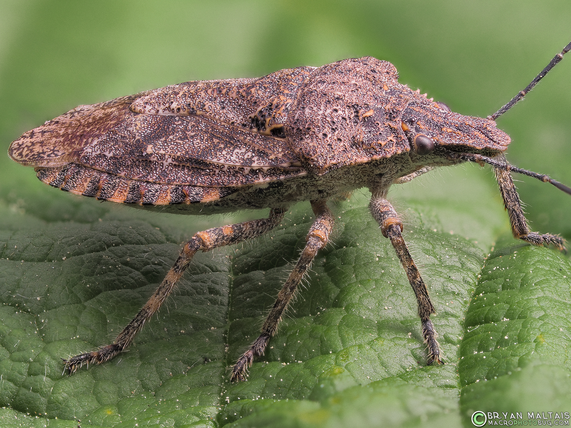 rough stink bug Brochymena