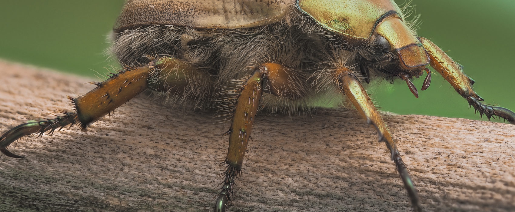 goldsmith beetle Cotalpa