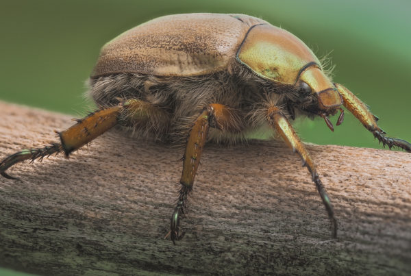 goldsmith beetle Cotalpa