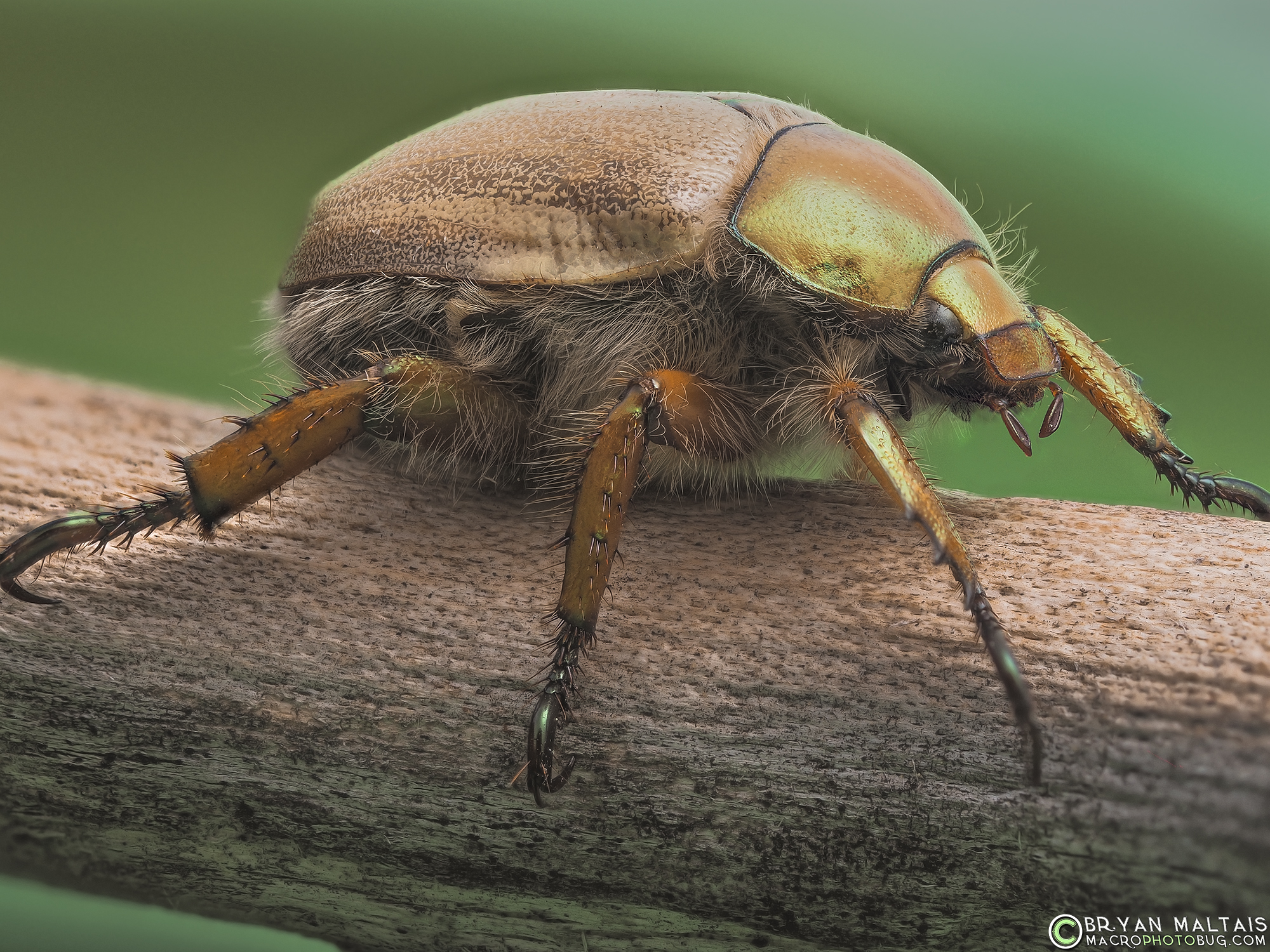 goldsmith beetle Cotalpa