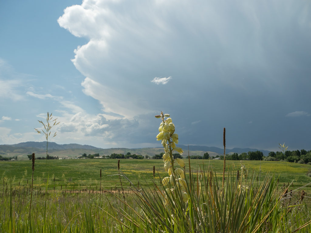 yucca insect habitat