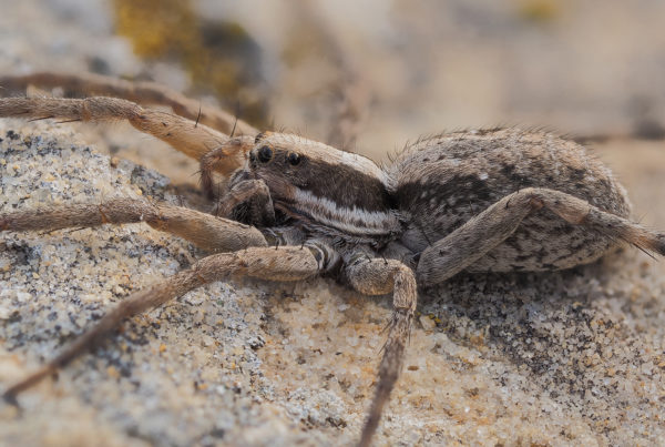 wolf spider shizocosa spp