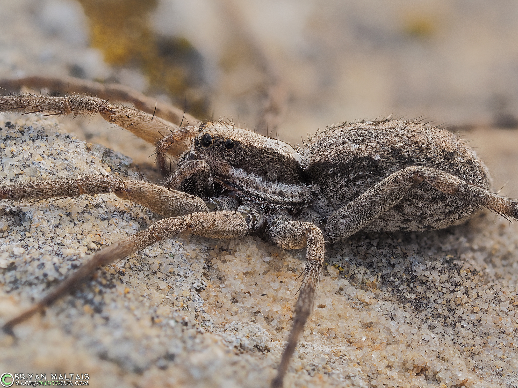 wolf spider shizocosa spp