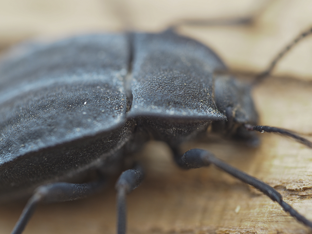 focus stacking insect macro photography