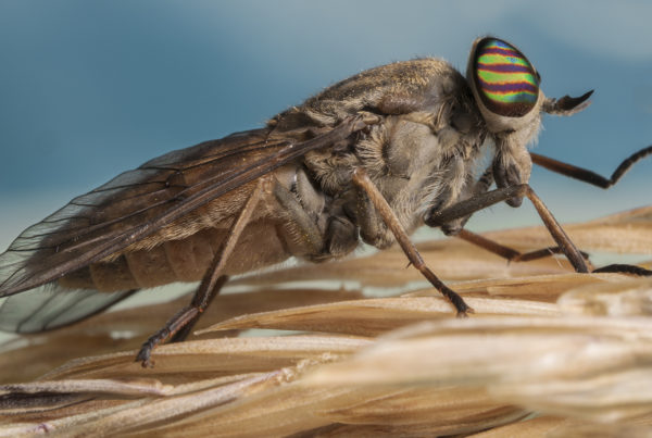 Horse Fly Insect Macro Photography