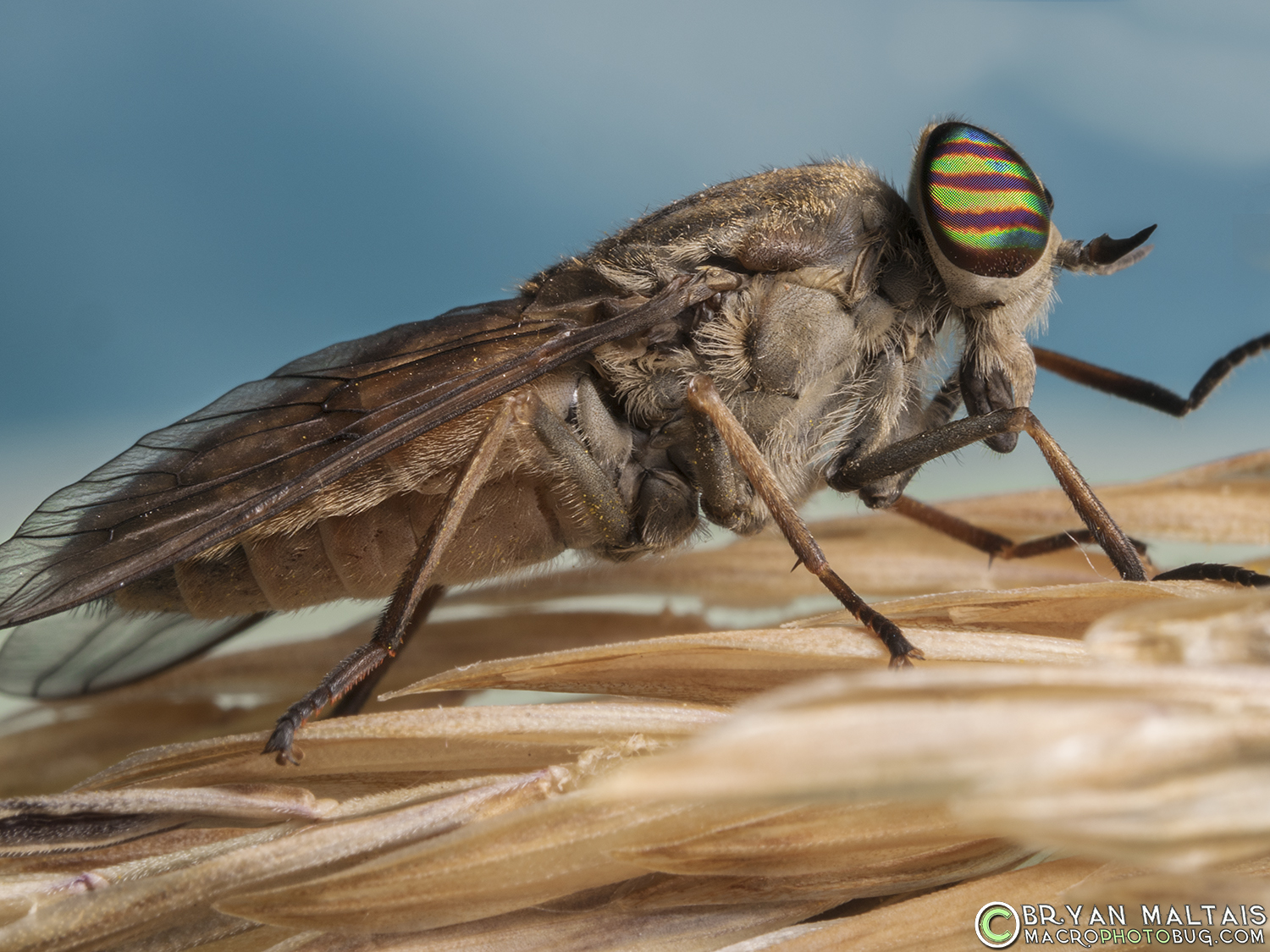 Horse Fly Insect Macro Photography