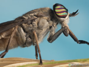 horsefly macro photo